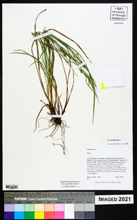 Carex godfreyi image