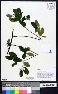 Berchemia scandens image