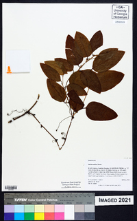 Smilax walteri image