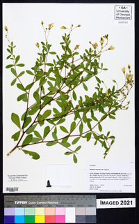 Baptisia lecontei image