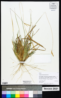 Eustachys petraea image