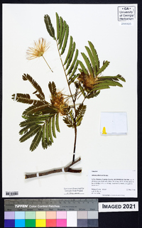 Albizia julibrissin image