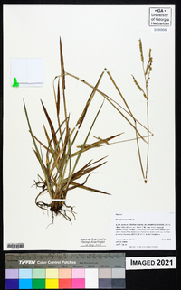 Paspalum laeve image