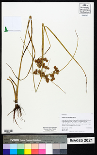 Cyperus pseudovegetus image