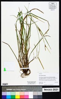 Carex styloflexa image