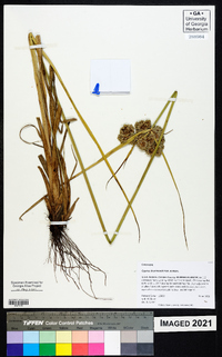 Cyperus drummondii image