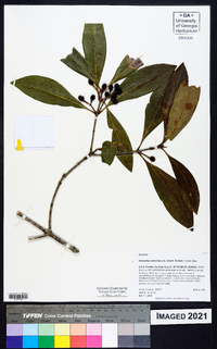 Osmanthus americanus image