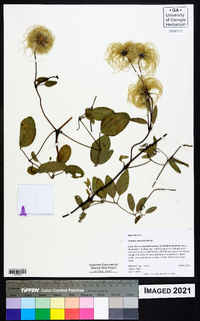 Clematis reticulata image