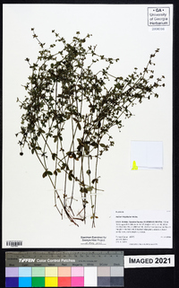 Galium hispidulum image