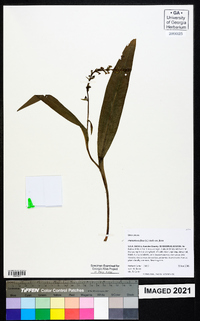 Platanthera flava image