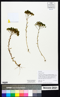 Polygala ramosa image