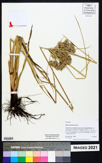 Cyperus entrerianus image