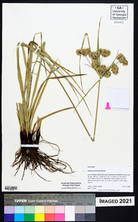 Cyperus entrerianus image