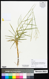 Panicum repens image