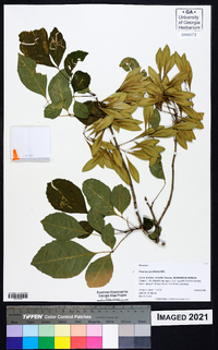 Fraxinus caroliniana image