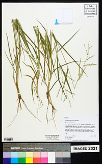 Urochloa ramosa image