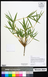 Phyllostachys aurea image