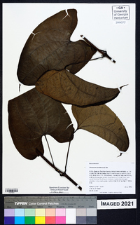 Dioscorea sansibarensis image