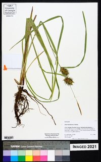 Carex louisianica image