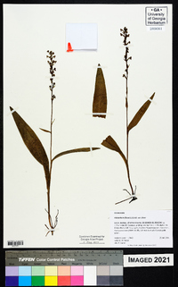 Platanthera flava image