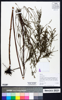 Lythrum lineare image