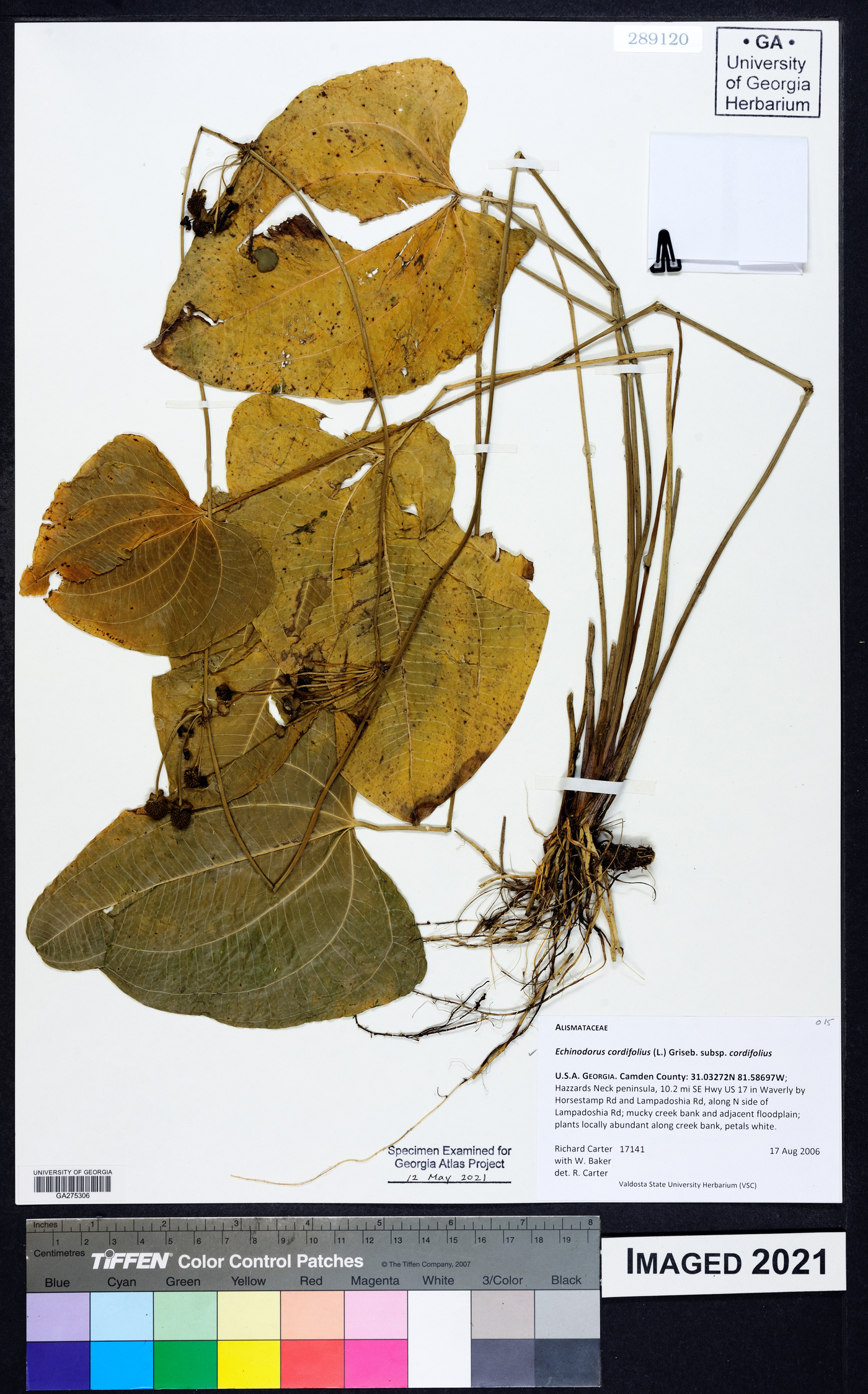 Echinodorus cordifolius cordifolius image