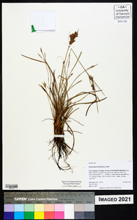 Fimbristylis dichotoma image