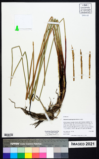 Eleocharis quadrangulata image