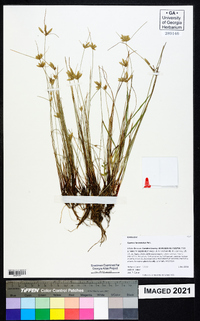 Cyperus lanceolatus image