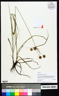 Cyperus echinatus image