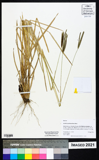 Eustachys petraea image