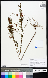 Agalinis fasciculata image