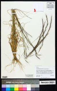 Aristida purpurascens image