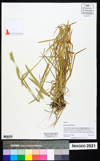 Hordeum pusillum image