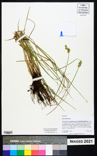 Carex alata image