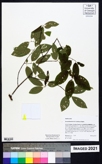 Ilex amelanchier image