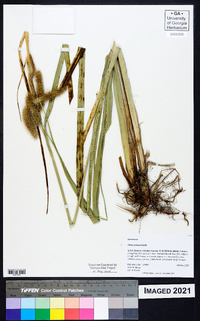 Carex comosa image