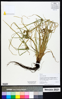 Cyperus croceus image