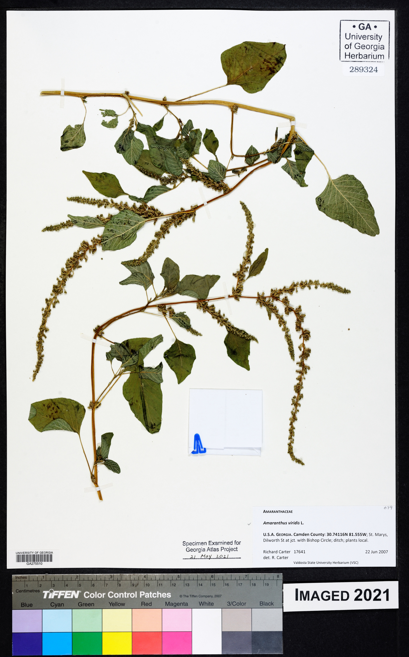 Amaranthus viridis image