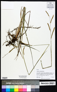 Paspalum plicatulum image