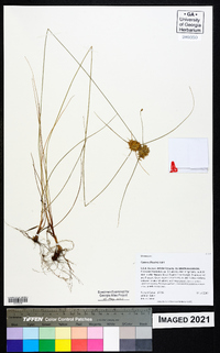 Cyperus filiculmis image