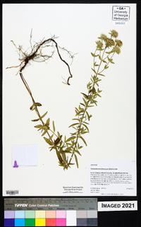 Pycnanthemum flexuosum image