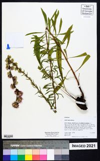 Liatris aspera image