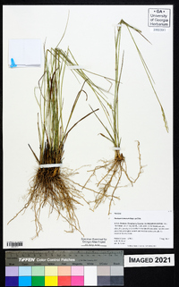 Panicum tenerum image