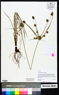 Cyperus echinatus image