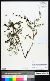 Indigofera caroliniana image