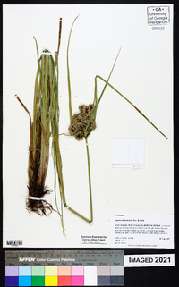 Cyperus drummondii image