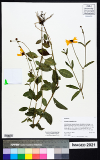 Coreopsis integrifolia image