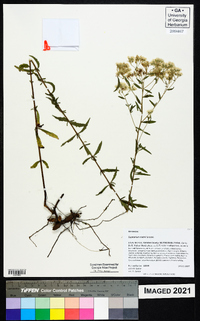 Eupatorium mohrii image