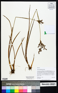 Juncus trigonocarpus image